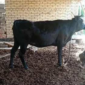 чёрный пёстр унажын