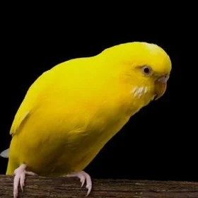 lutino gus