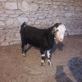 ERKEC