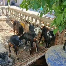 dog erkec