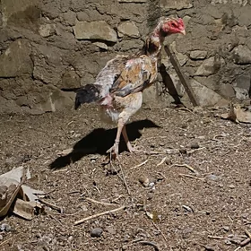 Baýes