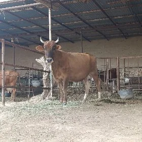 goleli