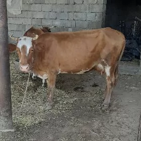 Sygyr