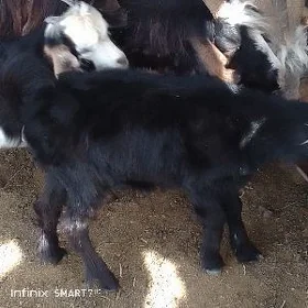 doğ owlak ikisi 8ml
