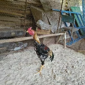 ЗАЛАТОЙ