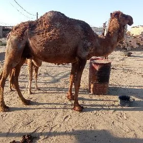Köşekli düýe