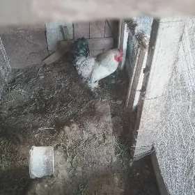 верхкеркинка дача насозны яны