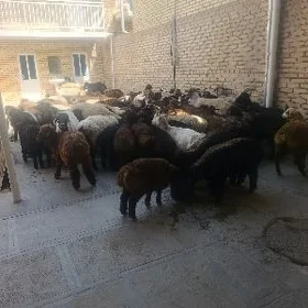 goyunlar