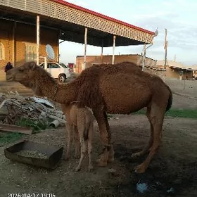 KöşekliDüýe