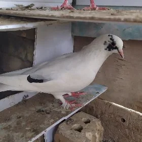 Kepderi