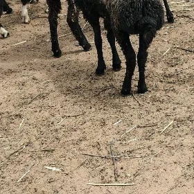 işşek çebiş