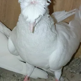 Kepderi