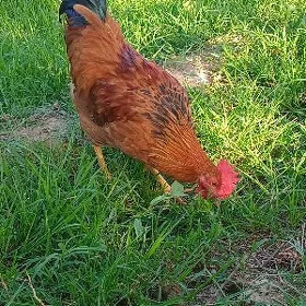 Horaz