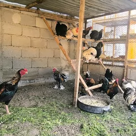 karlik towuk taskent