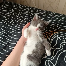 Котенок