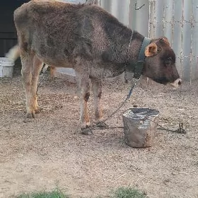 Öküz