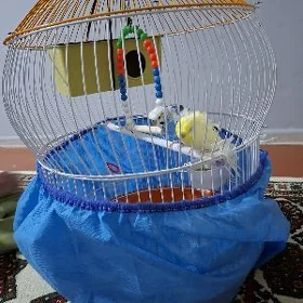 pabugay bantiki