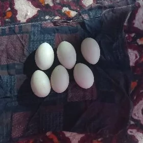 INDUWATGA ÖRDEK ÝUMURTGA