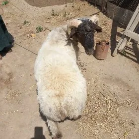 Goç