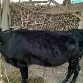 Sygyr