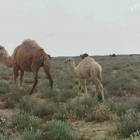 2-nji botlan düye