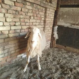 кочкар