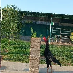 Taşkent ýumurtga