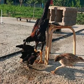 Taşkent Müňdeper