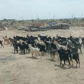 Geçi doğ işşek