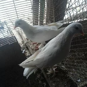 kepderi
