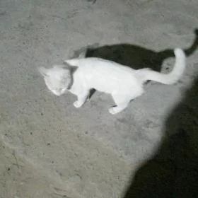 Kepderi