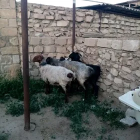 goýun geçi