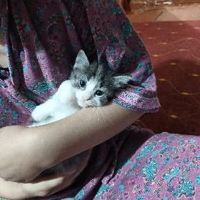 pişik