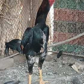 horaz