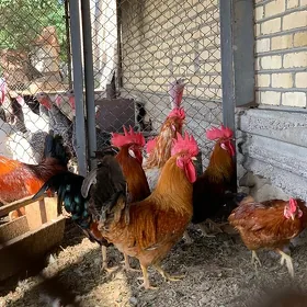 saylama horazlar