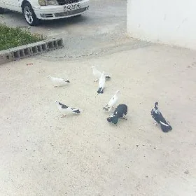 kepderi