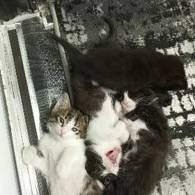 котята