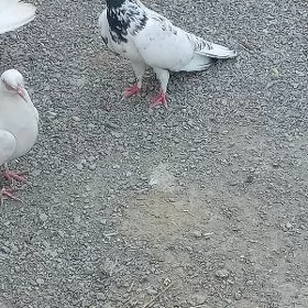 kepderi