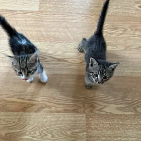 Котенок отдам в хорошие руки