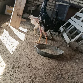 Horaz