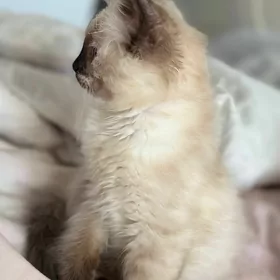 Сиамский котёнок