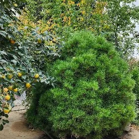 Muga . Муга .