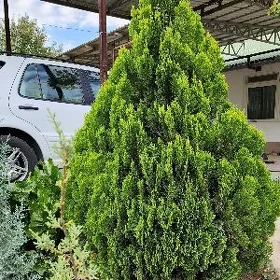 Kiparis . Кипарис