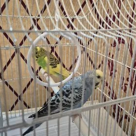 papugay
