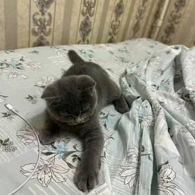 отдам в хорошие руки денег не