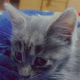 pişik