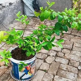 limon