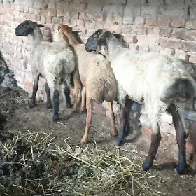 koçlar