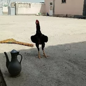 taşgent