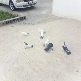 Kepderi